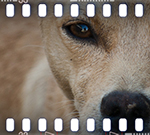 Artificii: imaginea 16 din 31